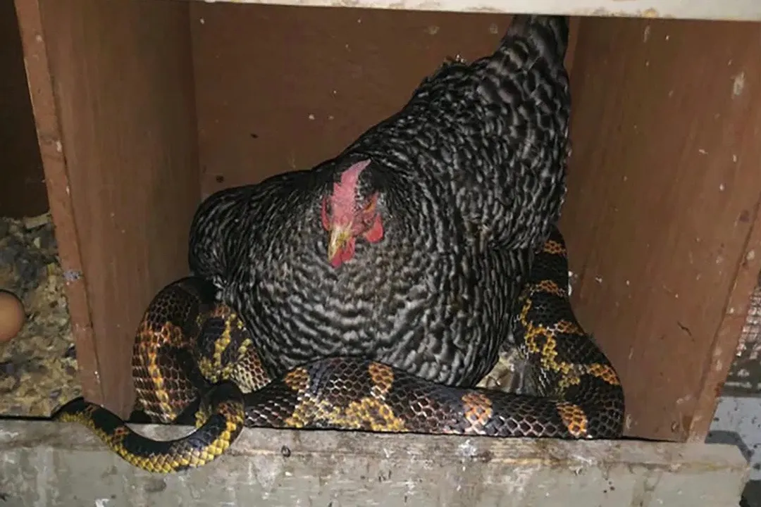What are chicken snakes good for?, Species Traits