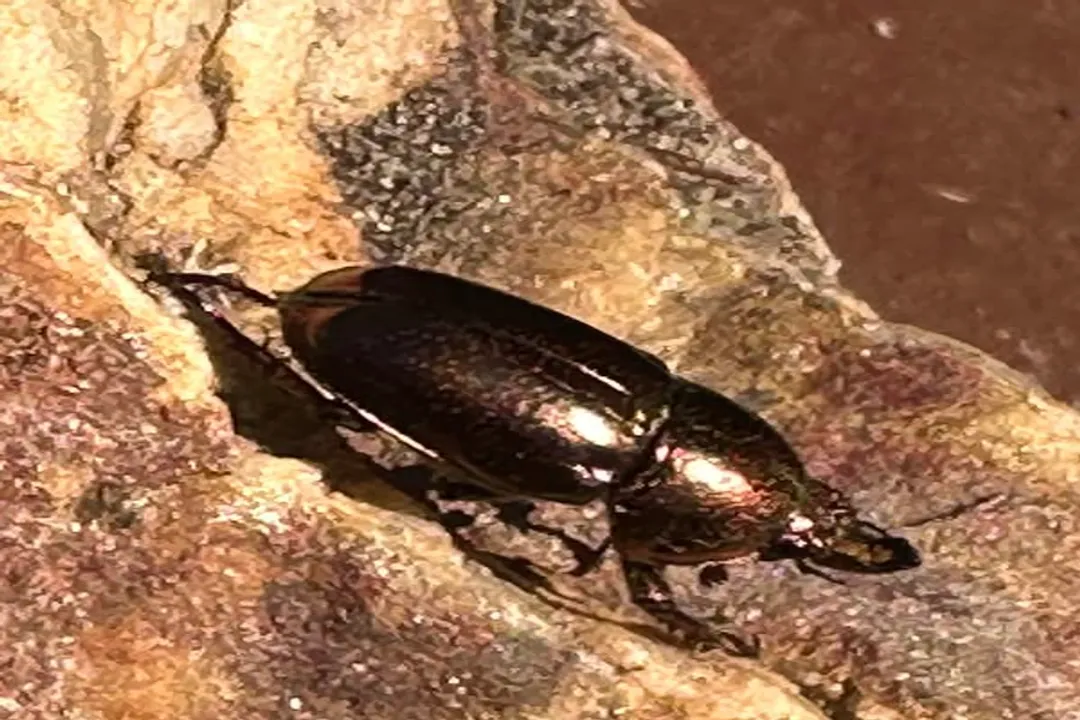 What are Christmas beetles actually called?, Genus Identification