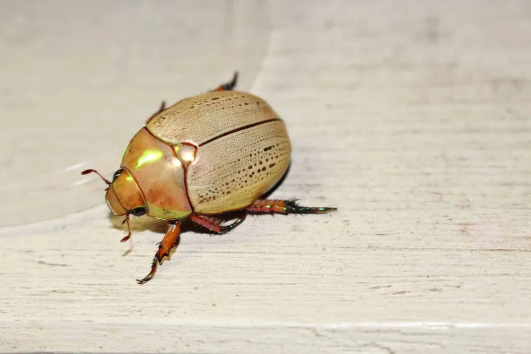 What are Christmas beetles actually called?, Regional Names
