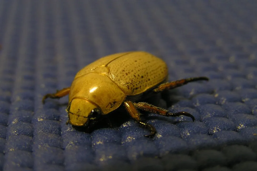 What are Christmas beetles actually called?, Physical Traits