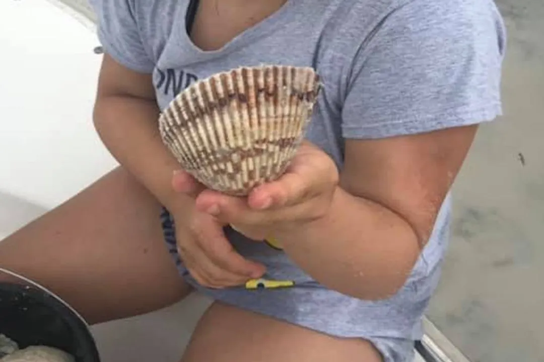 What are cockles classed as?, Shell Features