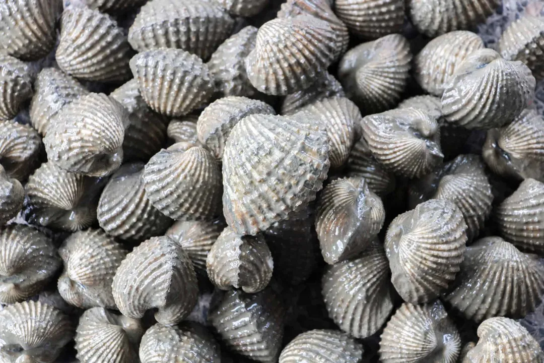 What are cockles classed as?