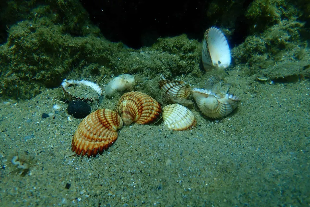 What are cockles classed as?, Bivalve Identity