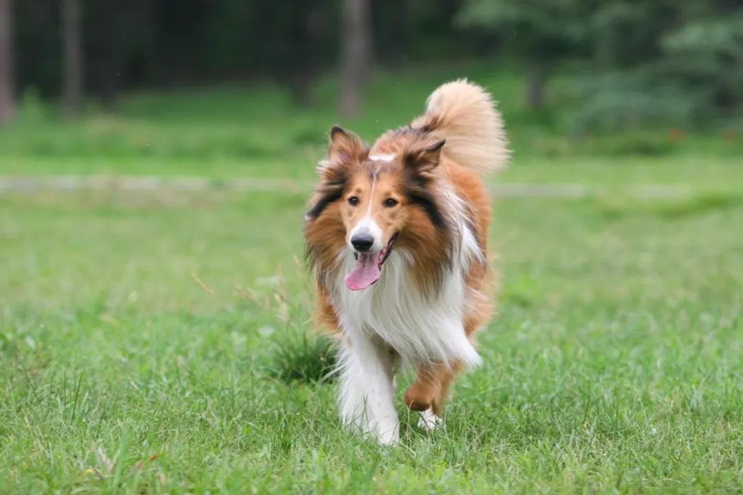 What are common health issues for Scotch Collies?