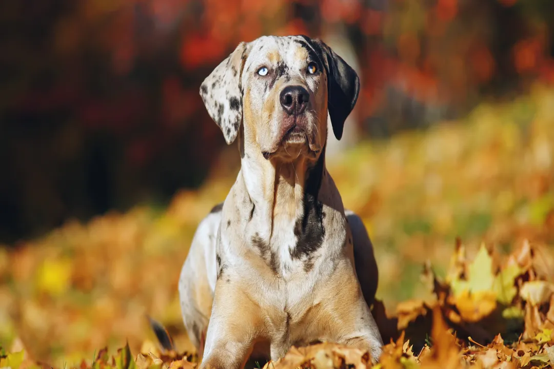 What are common issues with Catahoula dogs?