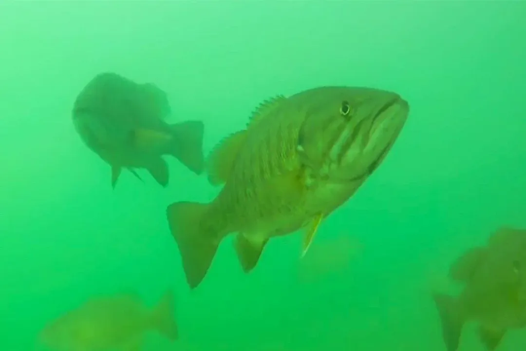 What are fun facts about bass?, Species Roots