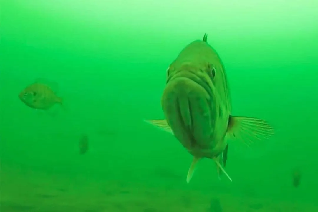 What are fun facts about bass?, Hungry Hunters