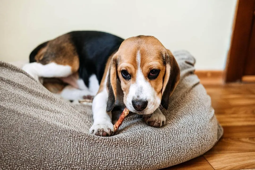 What are fun facts about Beagles?, Pocket Size