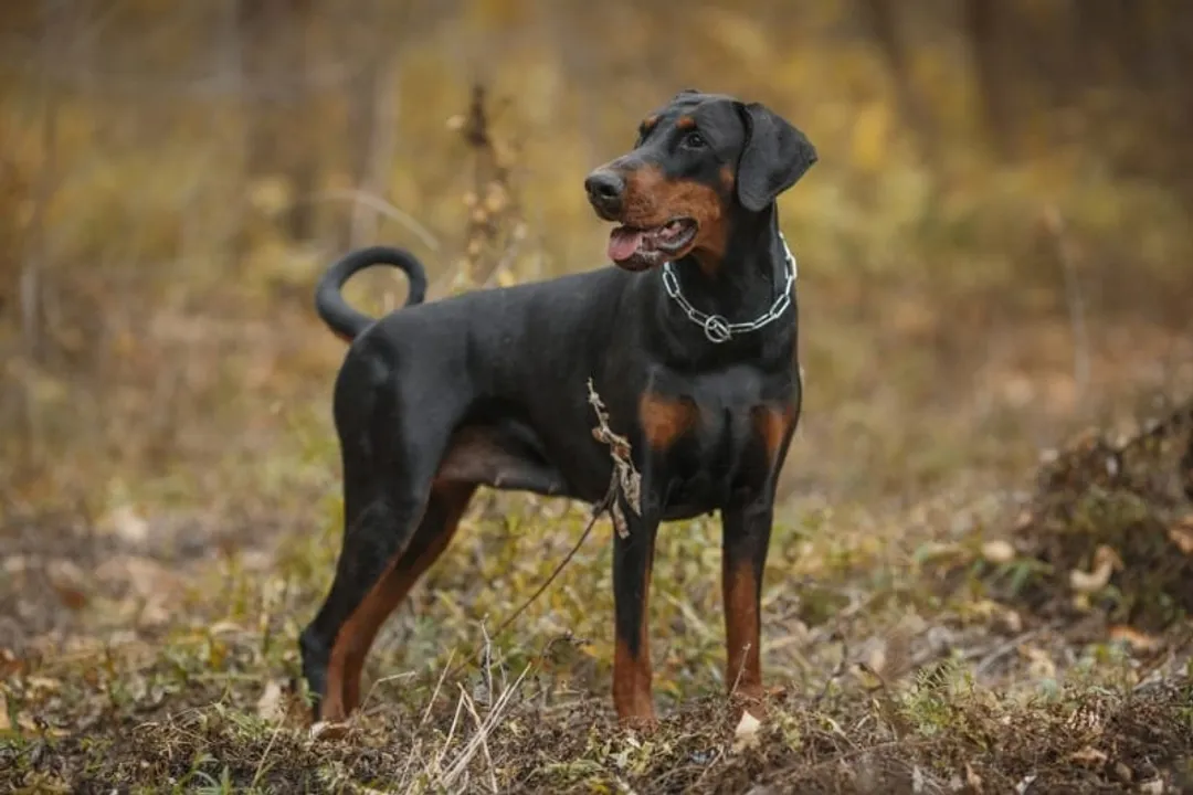 What are fun facts about Dobermans?, Loyal Nature