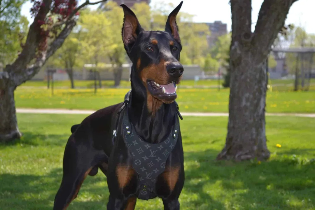 What are fun facts about Dobermans?