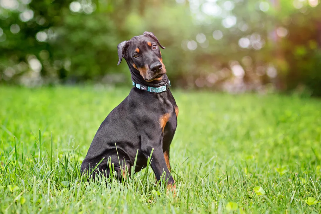 What are fun facts about Dobermans?, Smart Ranking
