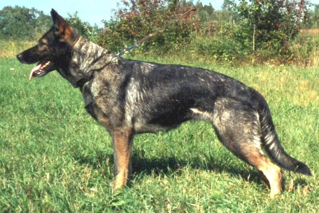 What are German shepherds classified as?, Size and Coat Classification