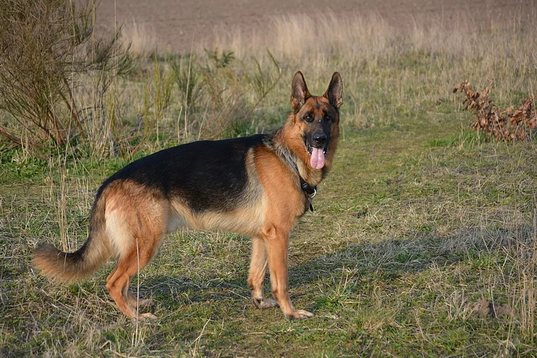 What are German shepherds classified as?