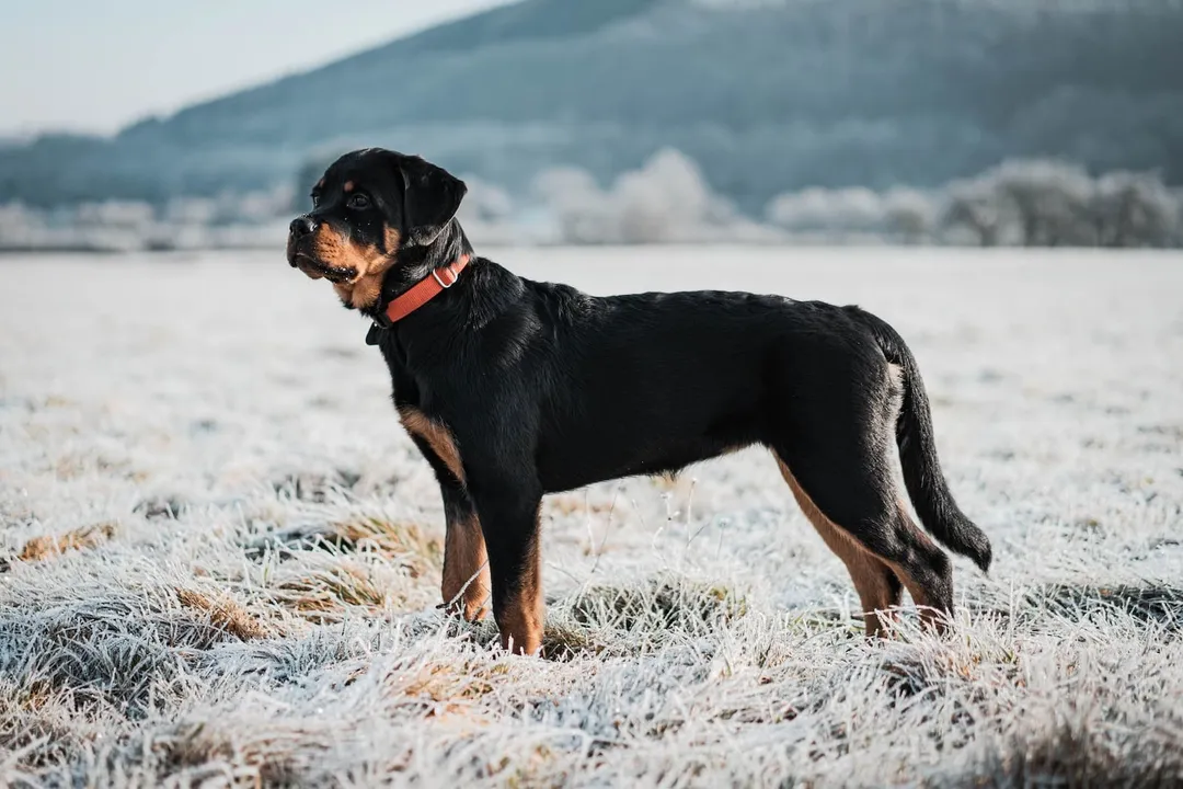What are interesting facts about Rottweilers?, Working Drive