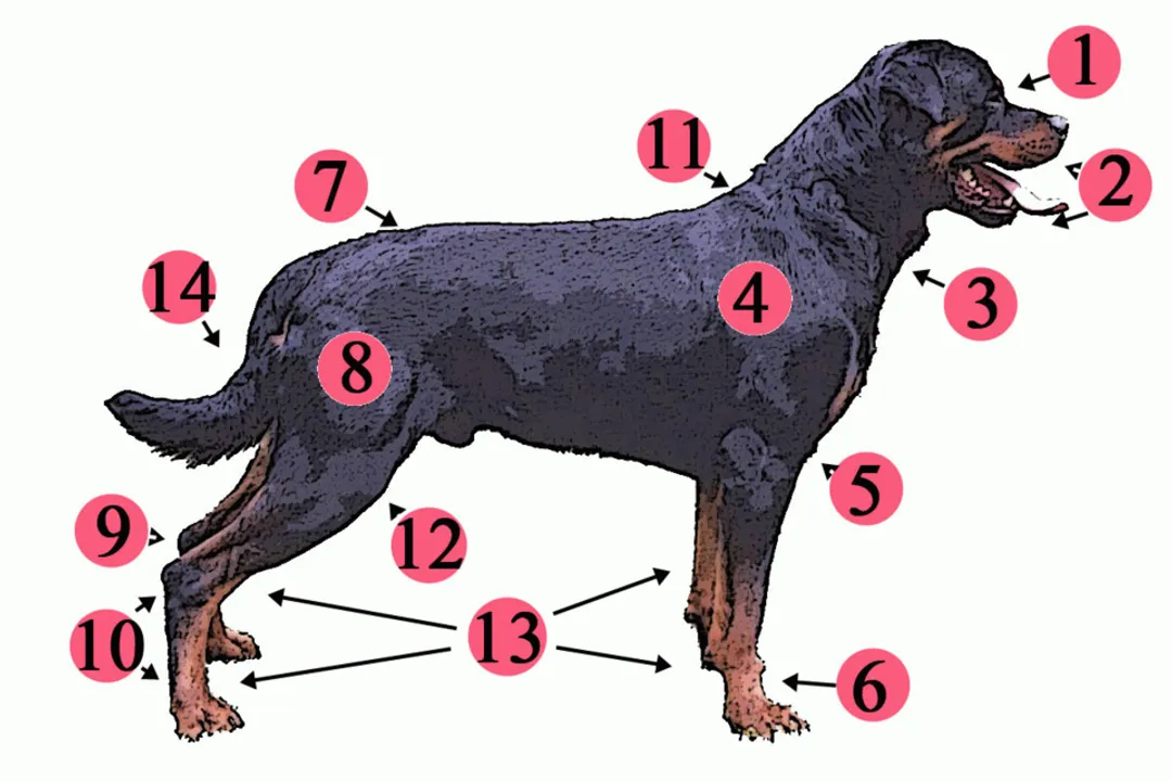 What are interesting facts about Rottweilers?