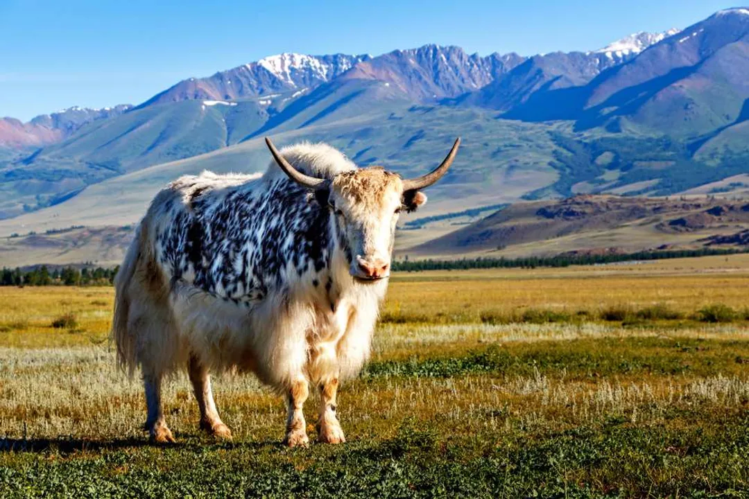 What are interesting facts about yaks?, Herd Life and Vocalizations