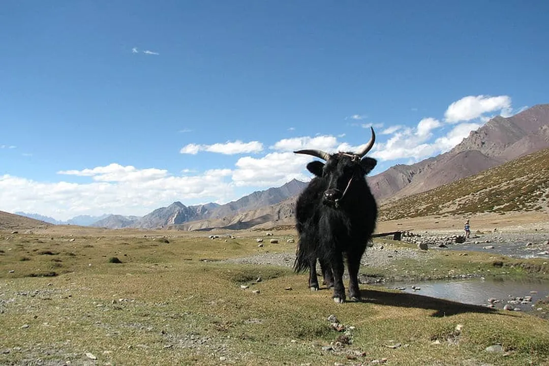 What are interesting facts about yaks?, Bovid Kinship