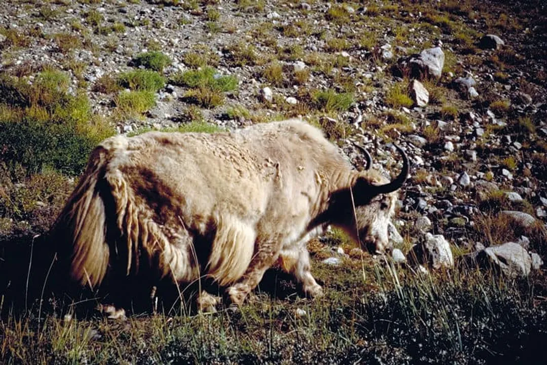 What are interesting facts about yaks?, Physiological Fortitude