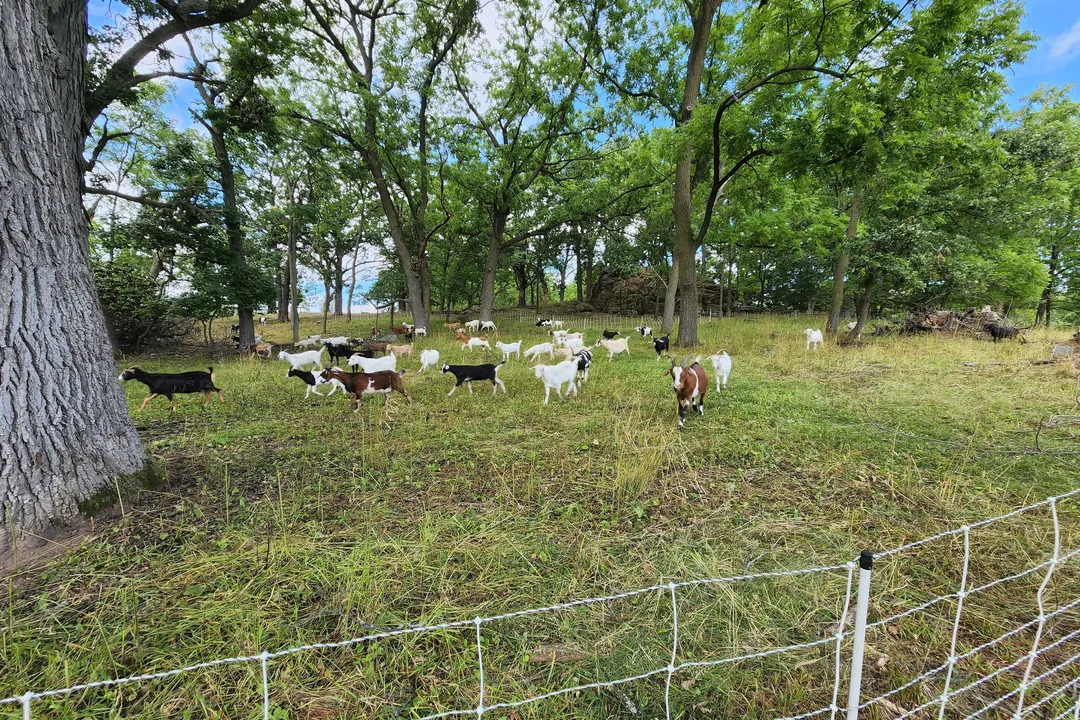 What are Kiko goats known for?, New Zealand Origin