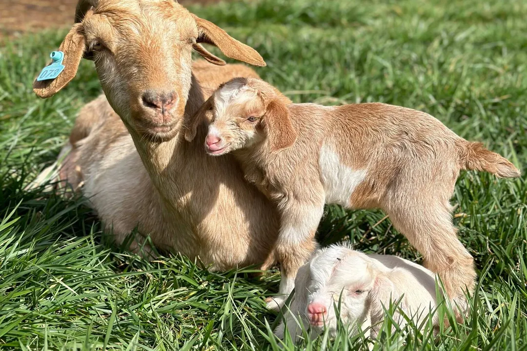 What are Kiko goats known for?, Exceptional Hardiness