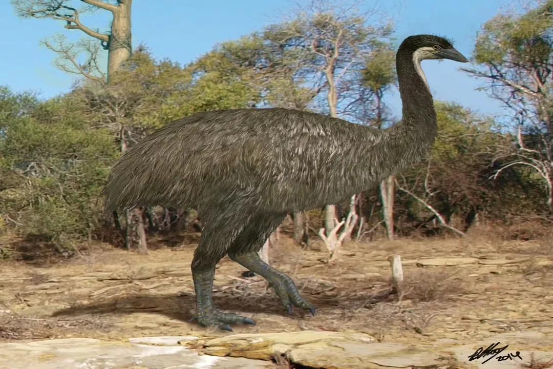 What are kiwis descended from?, Madagascar Kinship