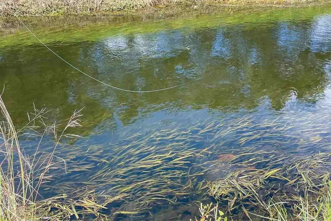 What are Mayan cichlids?, Species Identity