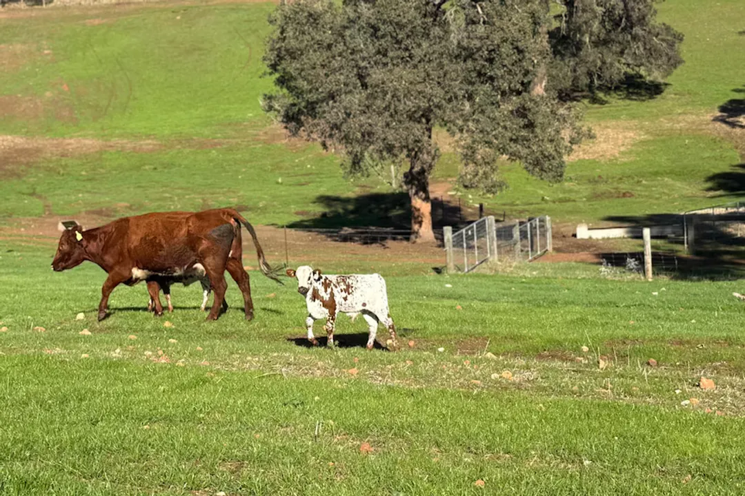What are Nguni cattle?, Distinct Features