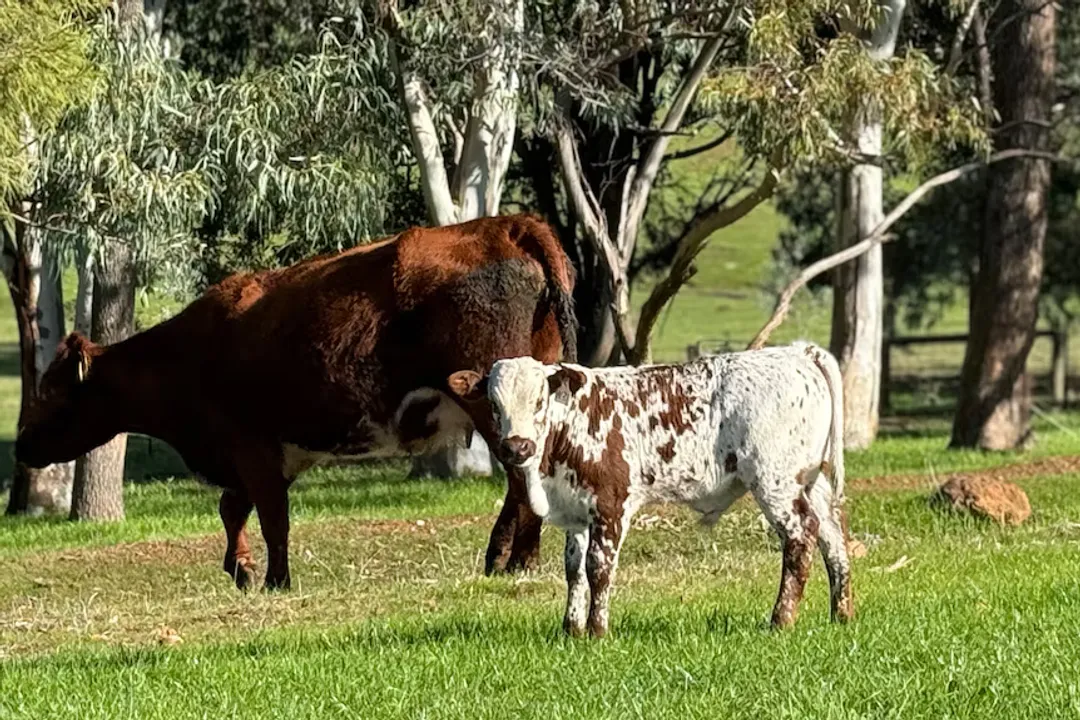 What are Nguni cattle?, Hardiness Traits