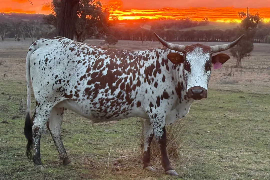 What are Nguni cattle?, Ancestry Deep