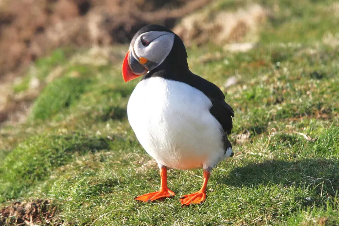 What are puffins classified as?, Seabird Family