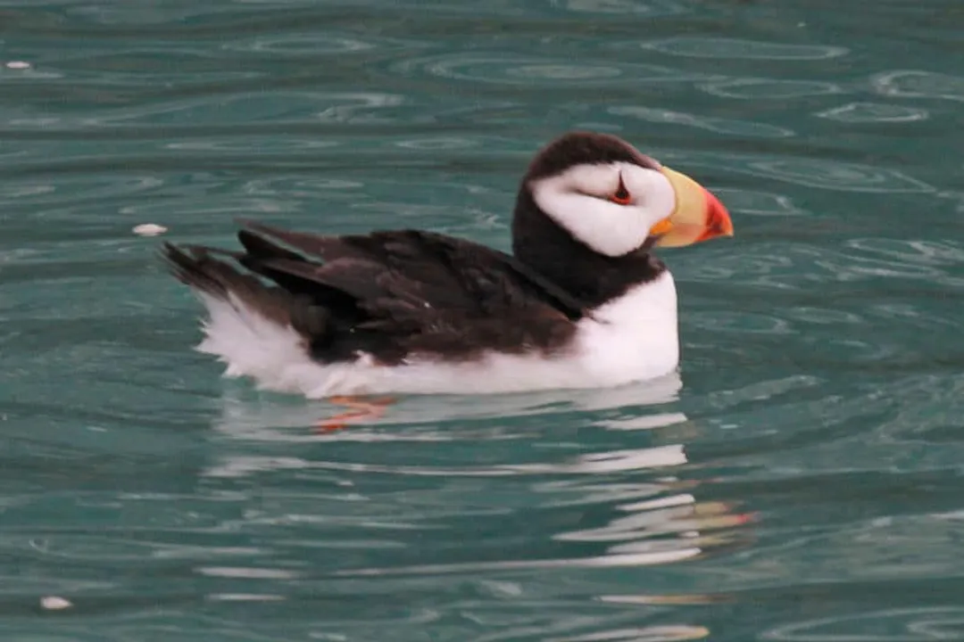 What are puffins classified as?, The Genus Fratercula