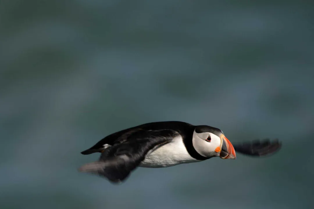 What are puffins classified as?, Order Placement