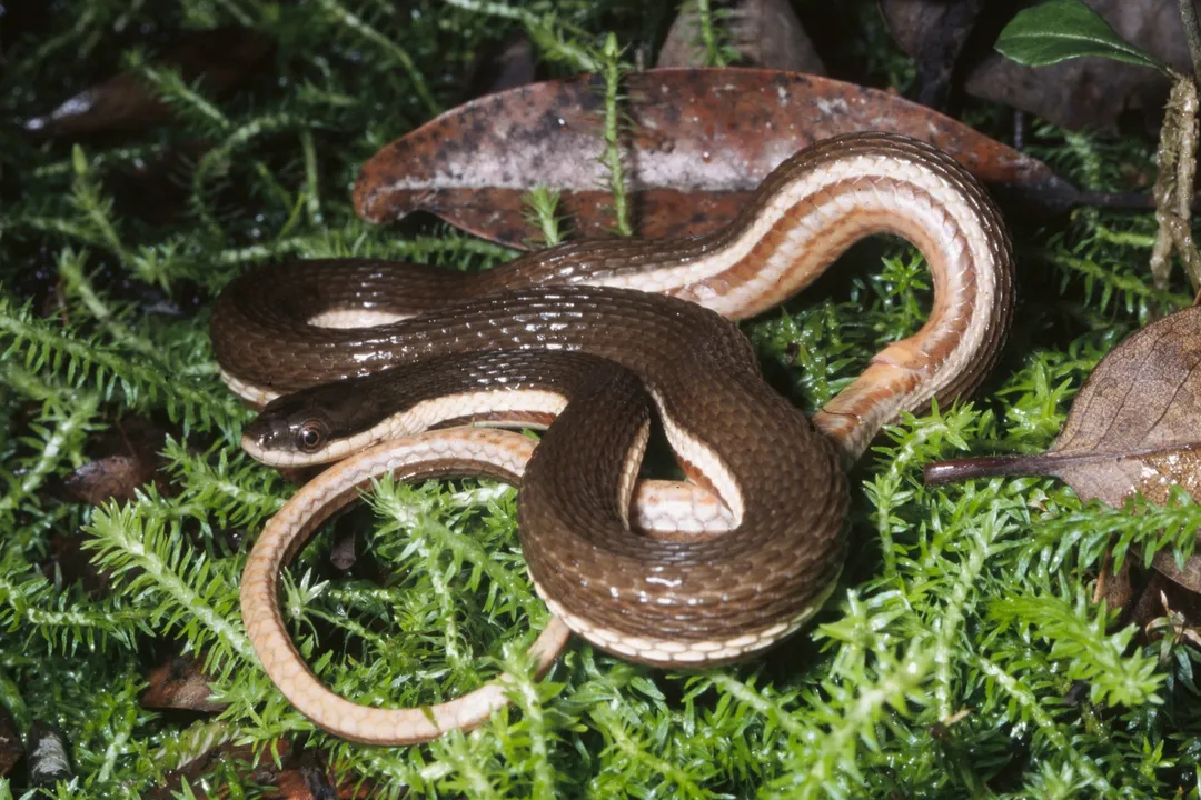 What are queen snakes?, Crayfish Focus