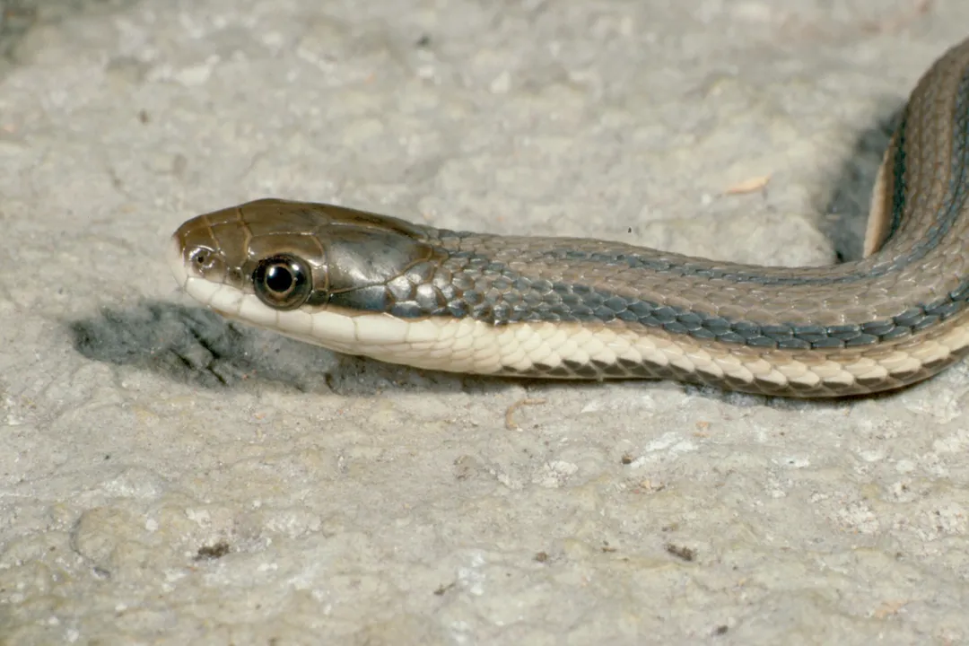 What are queen snakes?, Physical Traits