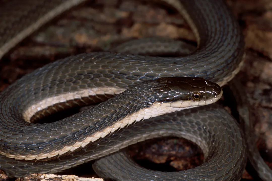 What are queen snakes?