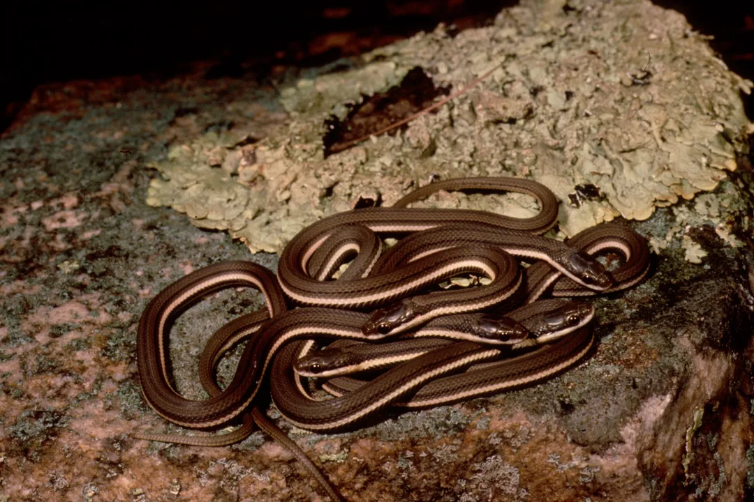 What are queen snakes?, Snake Temperament