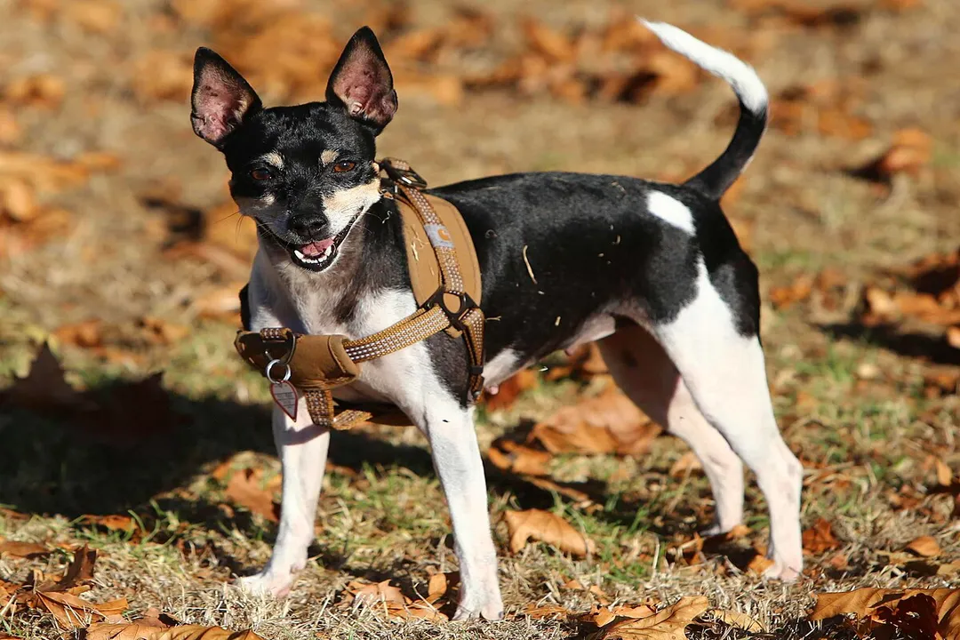 What are Rat Terriers good for?, Sporting Potential