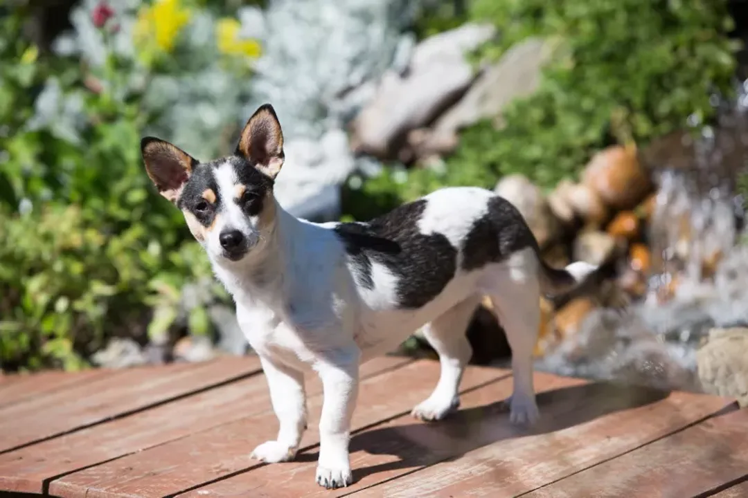 What are Rat Terriers good for?, Devoted Family Dog