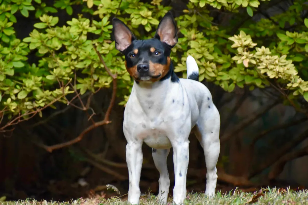 What are Rat Terriers good for?, Farm Utility