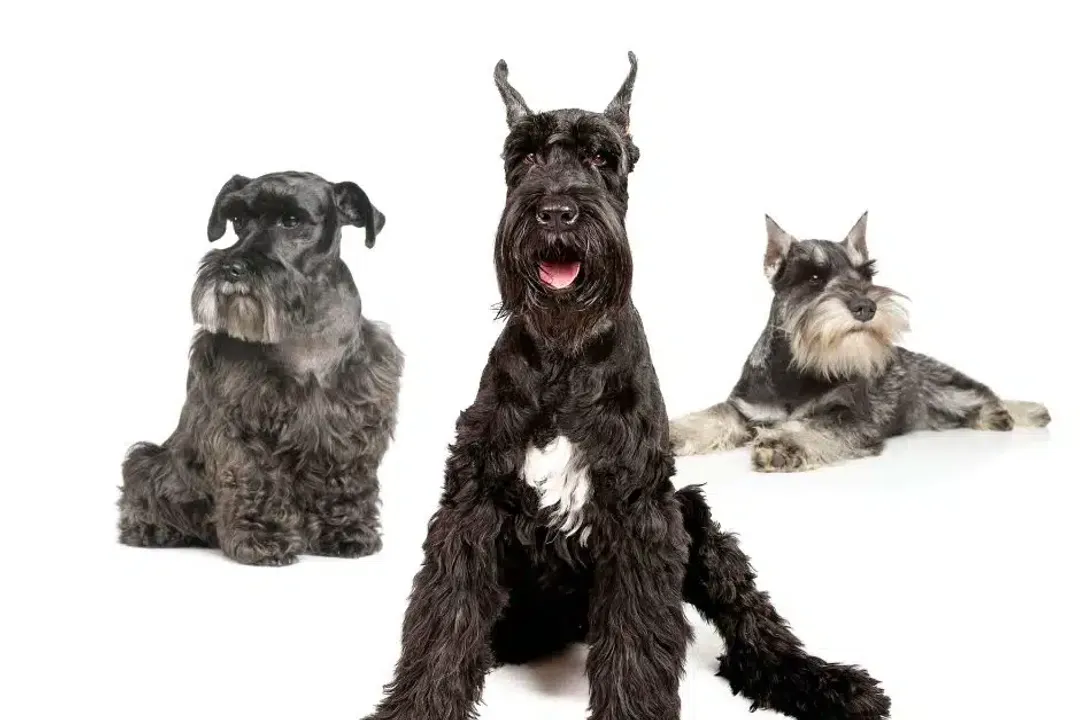 What are schnauzers classified as?, International View