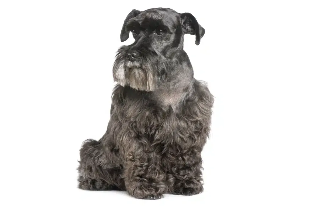 What are schnauzers classified as?, Three Sizes Emerge