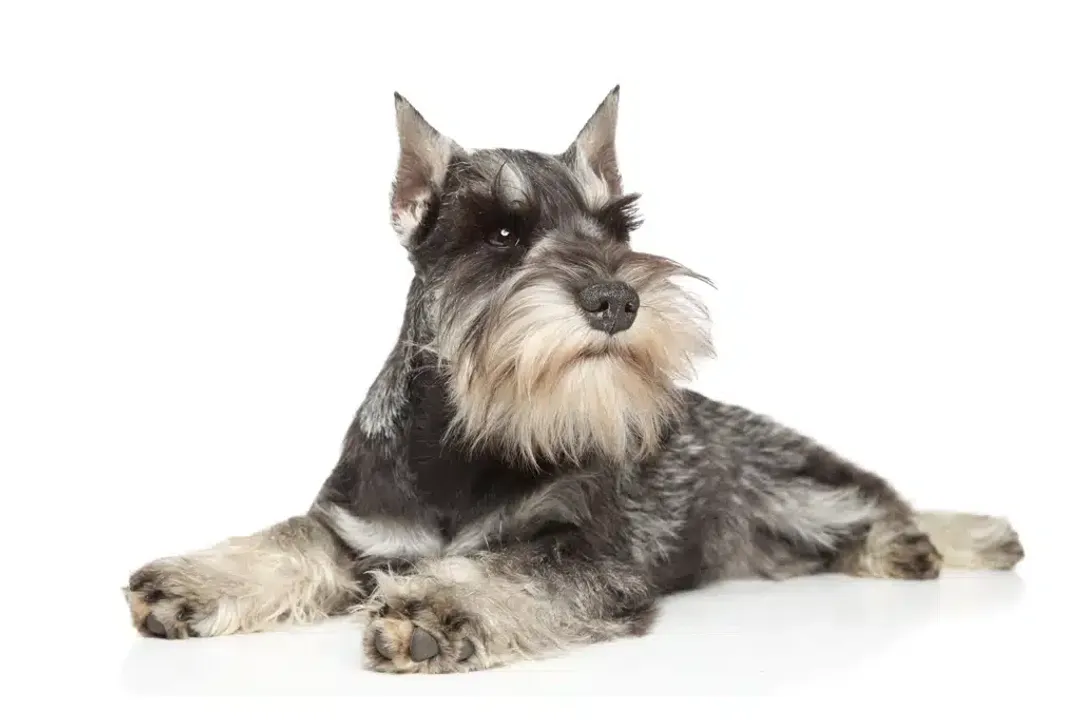 What are schnauzers classified as?