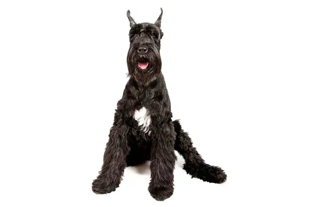 What are schnauzers classified as?, AKC Groupings Split