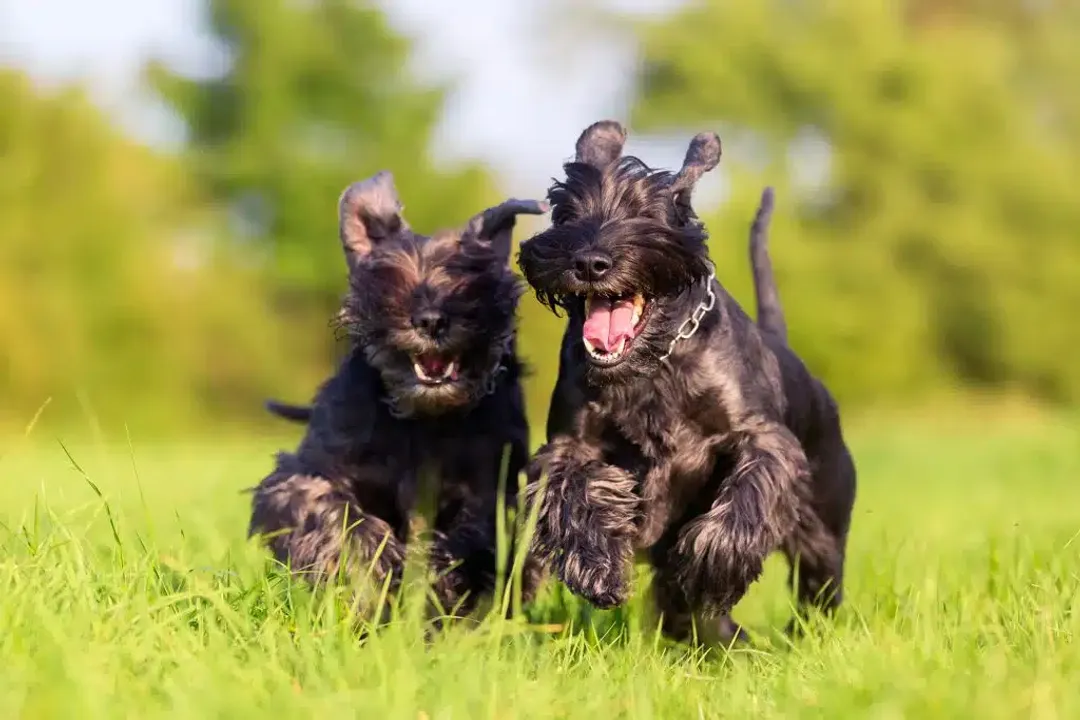 What are schnauzers classified as?, German Roots