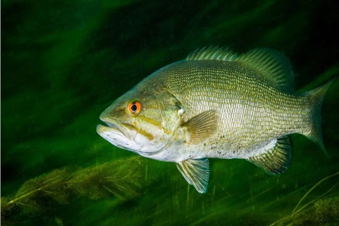 What are smallmouth bass' favorite foods?