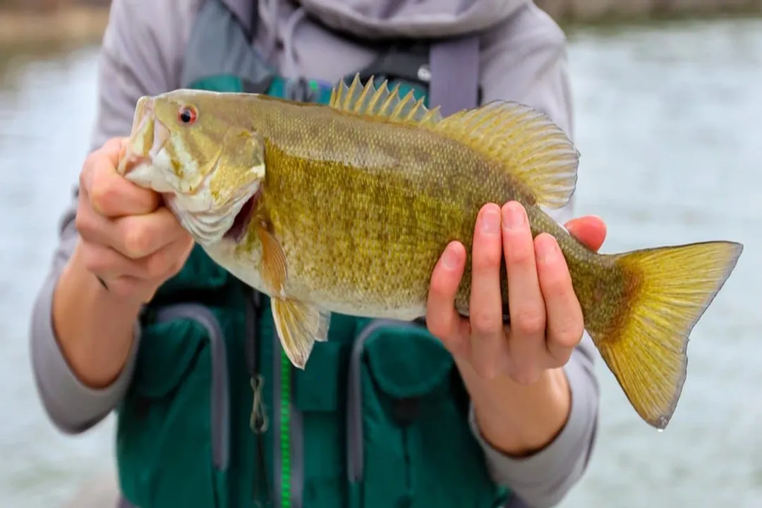What are smallmouth bass' favorite foods?, Core Prey