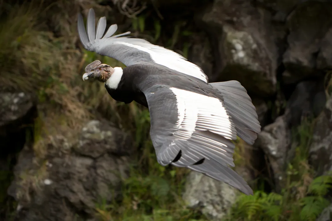 What are some cool facts about condors?, Reproductive Pace