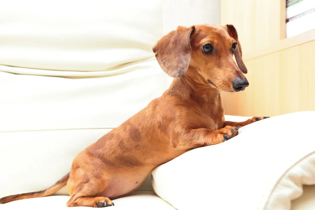 What are some cool facts about dachshunds?, Physical Structure
