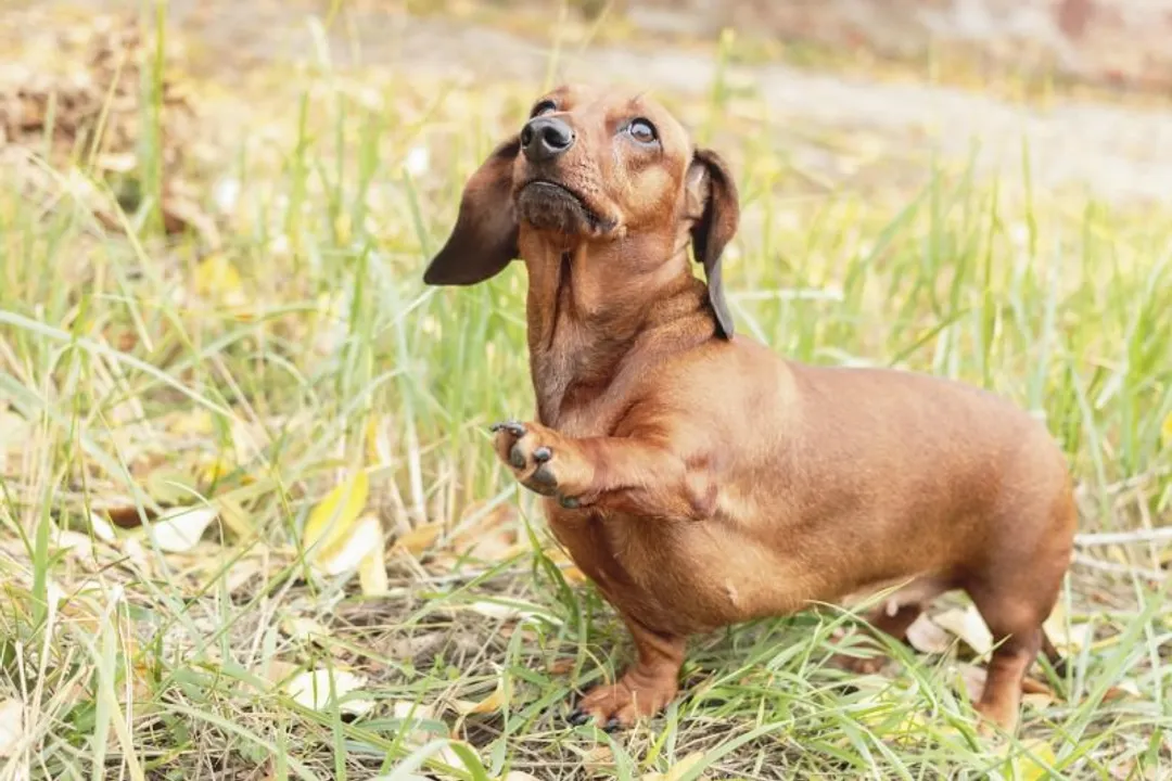 What are some cool facts about dachshunds?, Temperament Quirks
