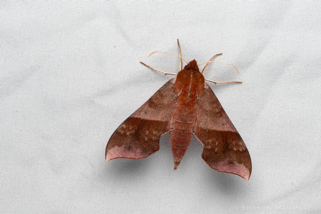 What are some cool facts about moths?, Distinct Features